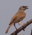 /album/photogallery/grey-headed-sparrow-2-gambia-nov-jpg/